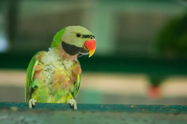 Papoušek Zoo — Stock fotografie