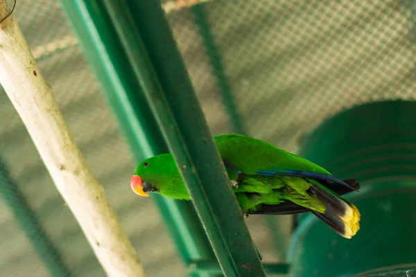 Papagaio Zoológico — Fotografia de Stock