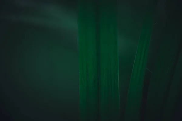 Conceito Amor Mundo Ambiente Verde Gotas Água Nas Folhas Desfocado — Fotografia de Stock