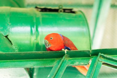 Hayvanat bahçesindeki papağan