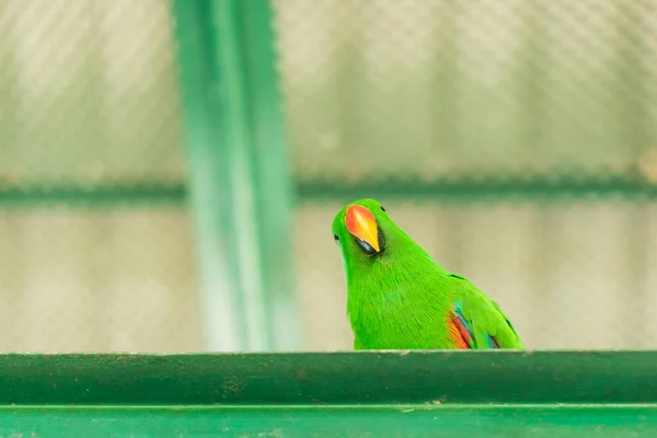 Papoušek Zoo — Stock fotografie