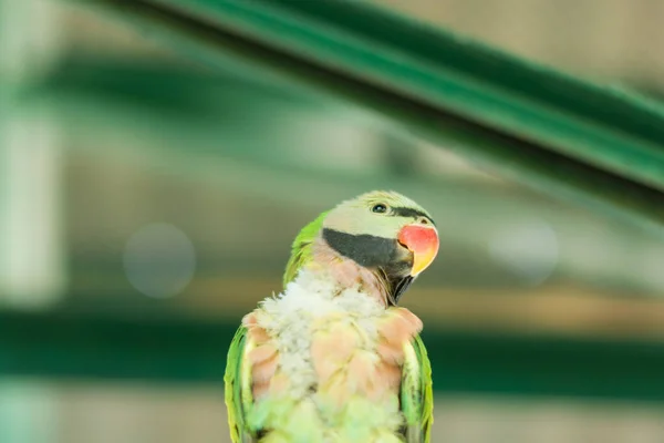 Papagaio Zoológico — Fotografia de Stock