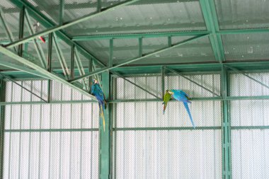 Hayvanat bahçesindeki papağan