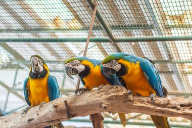 Hayvanat bahçesindeki papağan