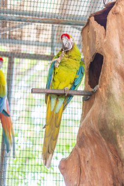 Hayvanat bahçesindeki papağan