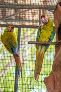 Hayvanat bahçesindeki papağan