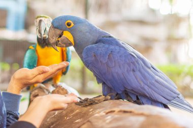 Hayvanat bahçesindeki papağan