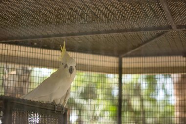 Hayvanat bahçesindeki papağan