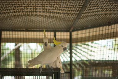 Hayvanat bahçesindeki papağan