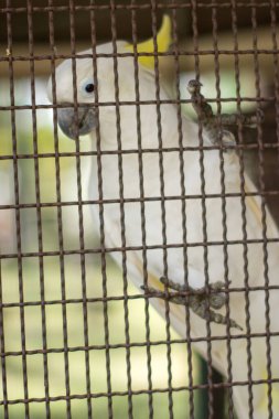 Hayvanat bahçesindeki papağan