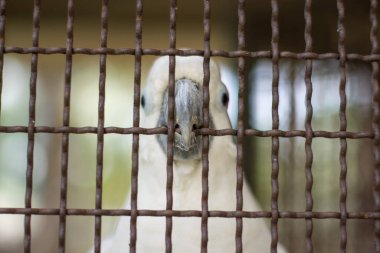 Hayvanat bahçesindeki papağan