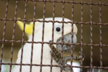 Hayvanat bahçesindeki papağan