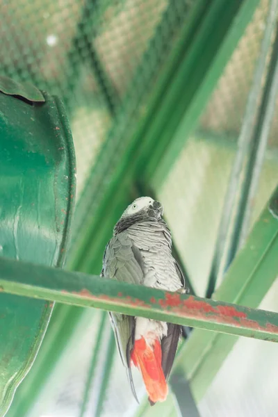 Papagaio Zoológico — Fotografia de Stock