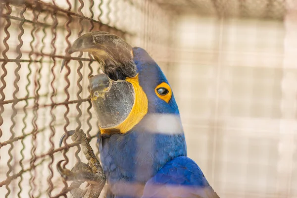 Parrot Zoo — Stock Photo, Image