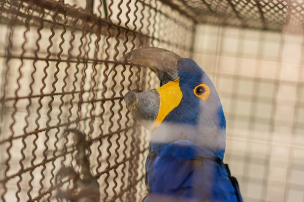 Papagaio Zoológico — Fotografia de Stock