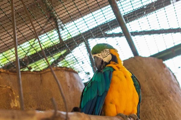Papagaio Zoológico — Fotografia de Stock