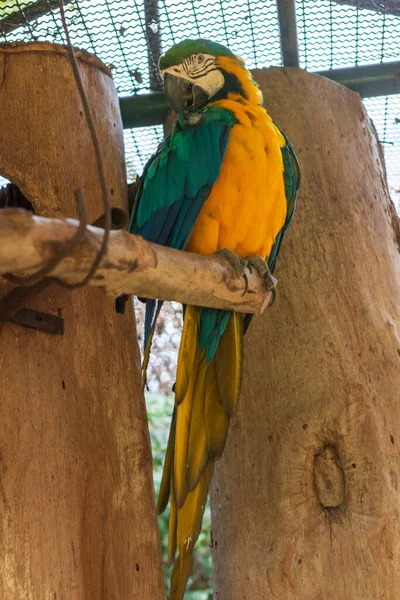 Papagei Zoo — Stockfoto