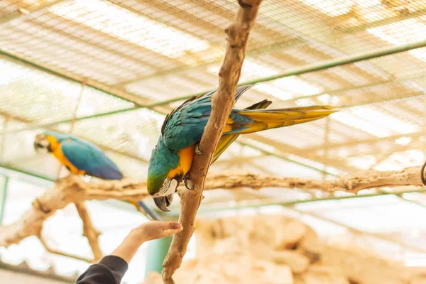 Papagaio Zoológico — Fotografia de Stock