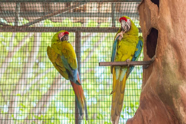 Hayvanat bahçesindeki papağan