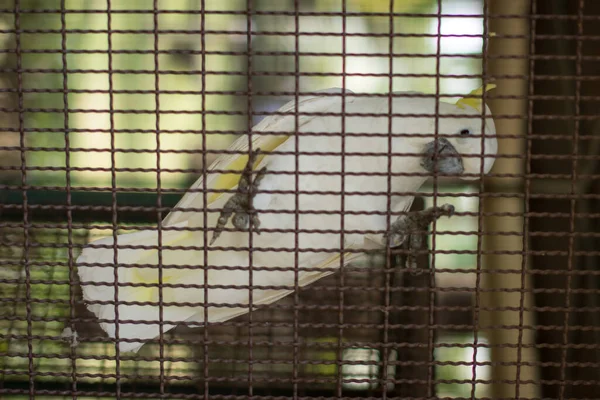 Parrot Zoo — Stock Photo, Image