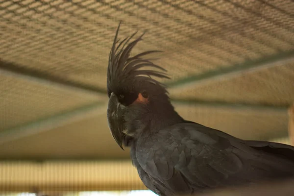 Papagaio Zoológico — Fotografia de Stock