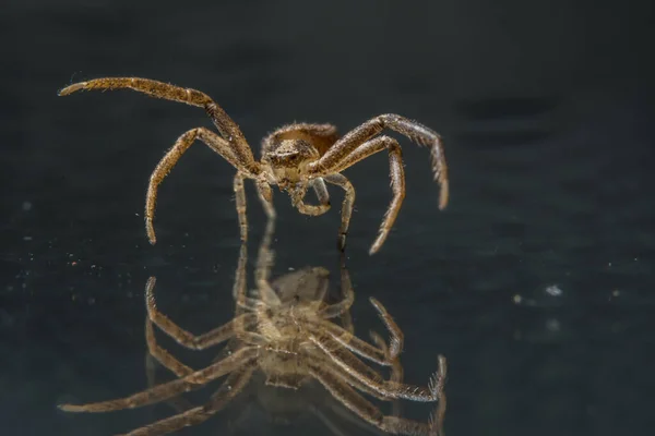 Macro Aranha Vidro — Fotografia de Stock