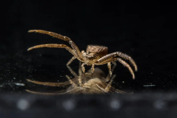 Makro Pająk Szkle — Zdjęcie stockowe