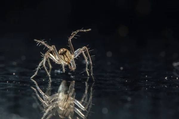 Camdaki Macro Örümceği — Stok fotoğraf