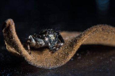 Makro Örümcek Bokeo Arkaplanı