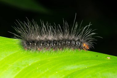 Ormanda Macro Solucanı