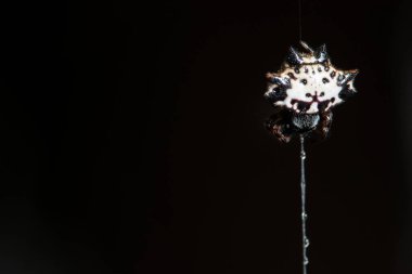 Makro örümcek beyaz örümcek ağları