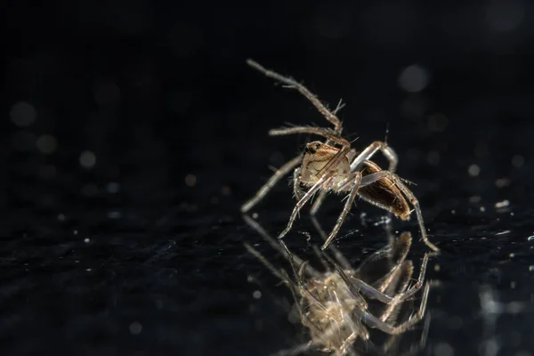 Makrospinne Auf Glas — Stockfoto