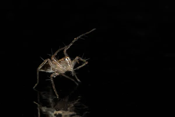 Camdaki Macro Örümceği — Stok fotoğraf