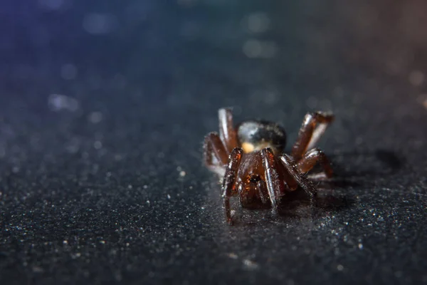 Makro Spider Bokeo Hintergrund — Stockfoto