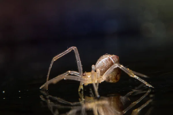 Macro Spider Bokeo Fondo —  Fotos de Stock