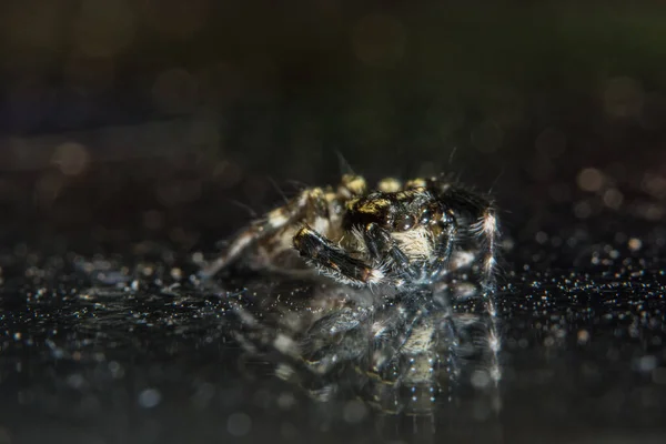 Makro Spider Bokeo Hintergrund — Stockfoto