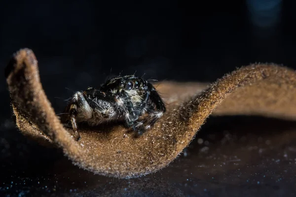 Macro Aranha Bokeo Fundo — Fotografia de Stock