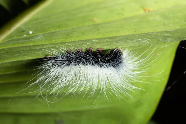 Ormanda Macro Solucanı — Stok fotoğraf