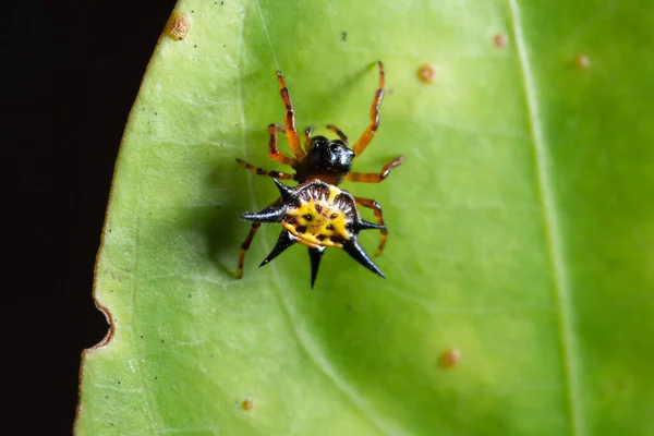 Macro Păianjen Frunză — Fotografie, imagine de stoc