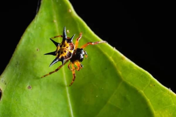 Macro Păianjen Frunză — Fotografie, imagine de stoc