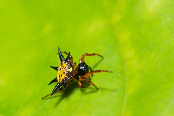 Makrospinne Auf Dem Blatt — Stockfoto