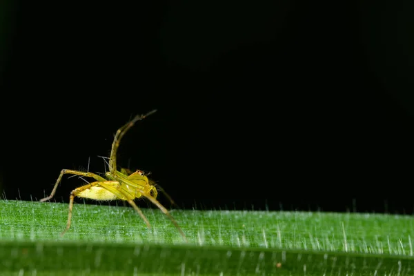 Macro spider on the leaf