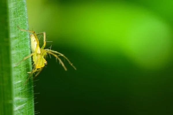 Makrospinne Auf Dem Blatt — Stockfoto