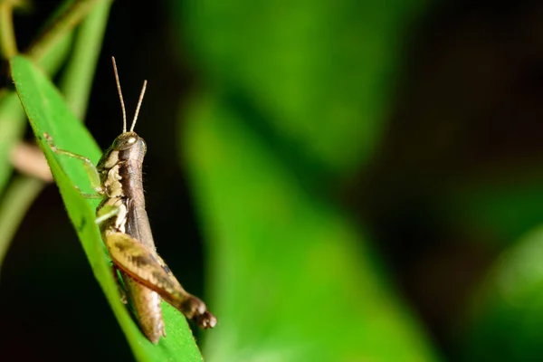 Makro Heuschrecke Auf Blatt — Stockfoto