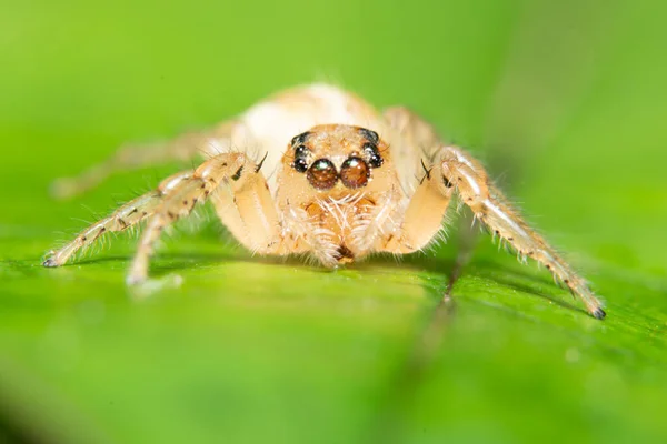 Macro Spider Leaf — Stock Photo, Image