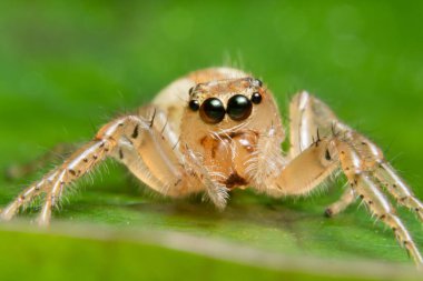 Yaprağın üzerinde Macro örümceği