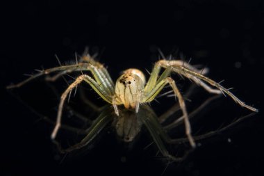 Siyah Ayna 'da Macro Spider
