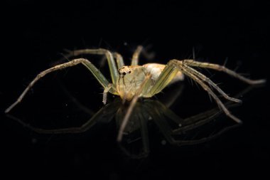 Siyah Ayna 'da Macro Spider