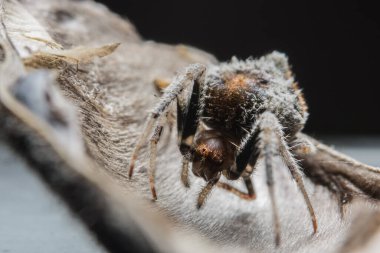 Makro Örümcek Bokeo Arkaplanı