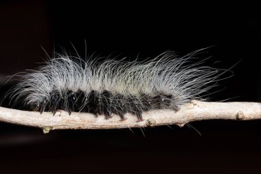 Ormanda Macro Solucanı